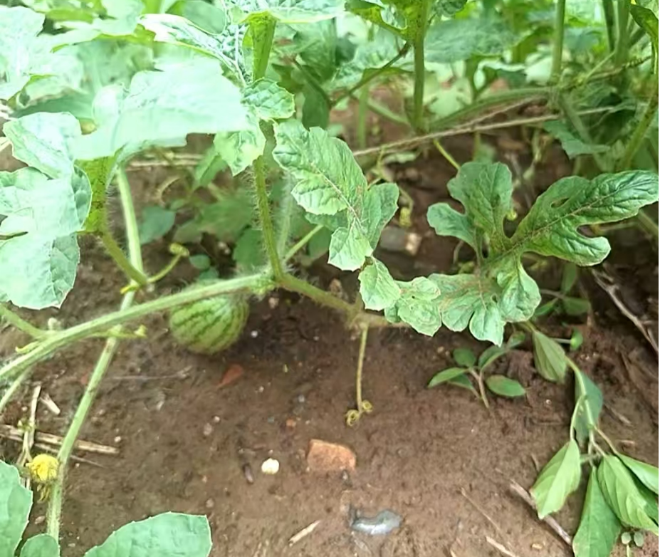 图片3.png 图片3.png