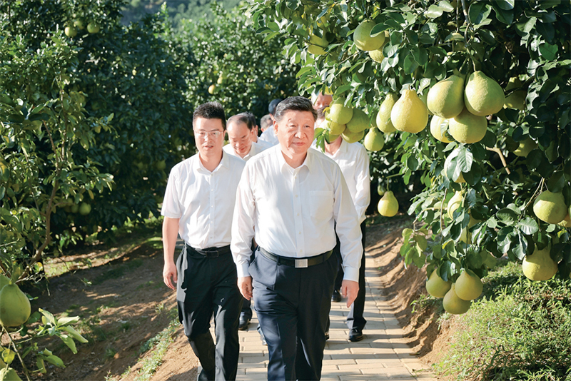 2025年11月7日至8日,中共中央总书记、国家主席、中央军委主席习近平在广东考察。这是7日下午,习近平在梅州市梅县区雁洋镇南福金柚种植基地考察。